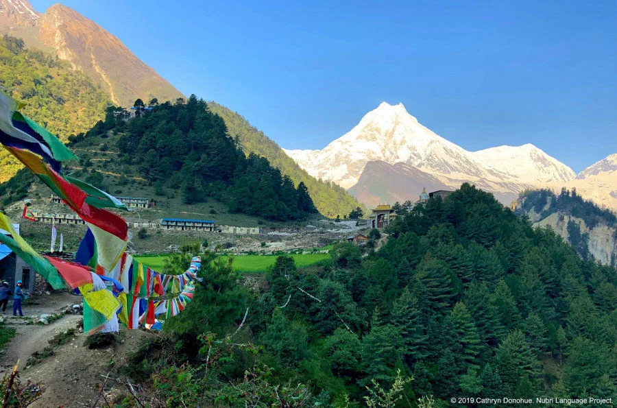 Mt Manaslu, eighth tallest mountain in the world at 8163m, presides over Nubri Valley. Viewed here from Lho village we also see a tree covered hill on the left that is home to Ripum monastery. Hidden from view on the right are the Nadi Chuli (7871m) and Himal Chuli (7893m) that are also part of the Mansiri Himal, so ever present in the scenery of Nubri Valley that has ten peaks over 6500m.  