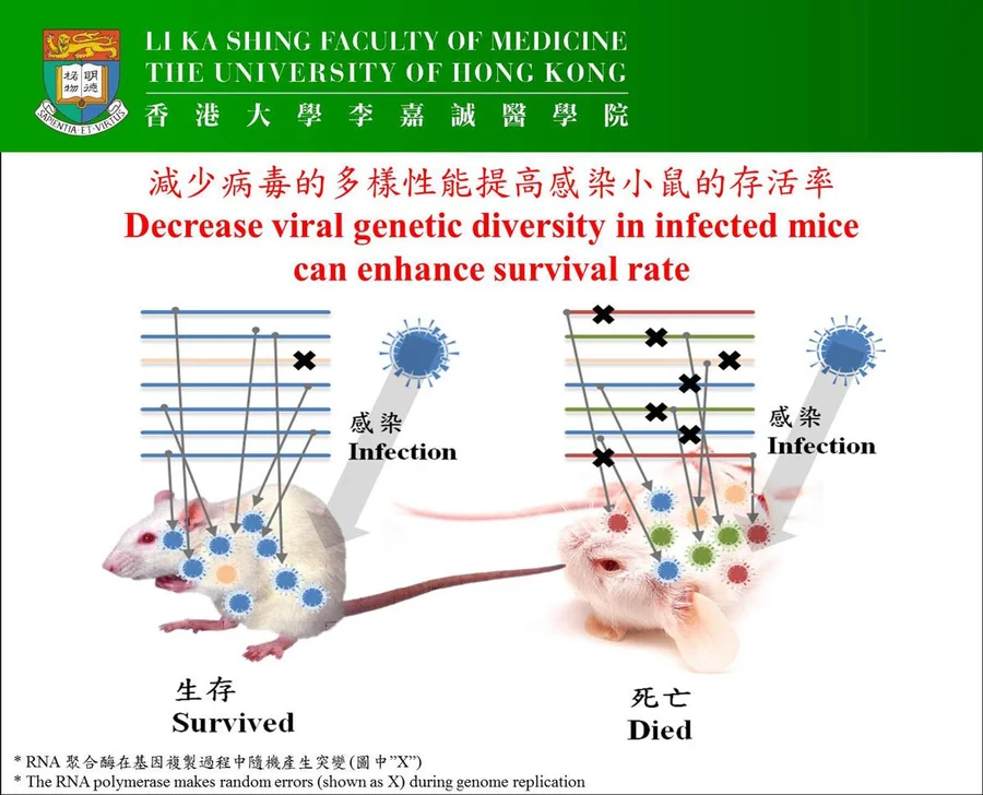 Study found that decrease viral genetic diversity in infected mice can enhance survival rate.