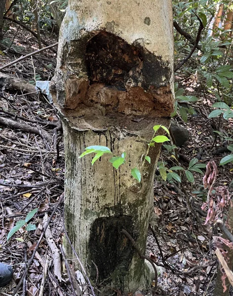 Another wounded Aquilaria sinensis. Photo credit: Uva Fung
