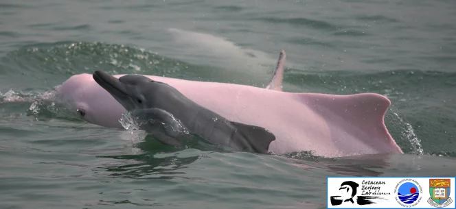 The “Hong Kong population” of Chinese white dolphins re-defined:   
The latest HKU study clarifies how many dolphins there are in Hong Kong waters